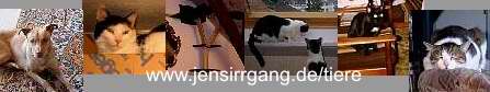 www.jensirrgang.de