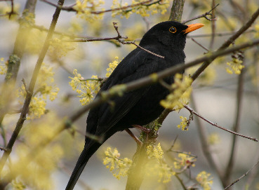 Amsel