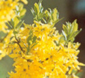 Forsythien