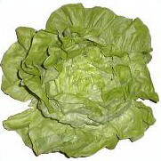 Kopfsalat