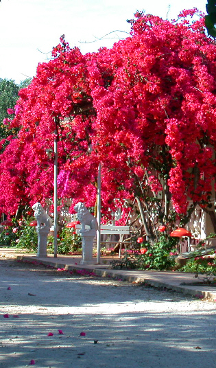 Oleander Baum