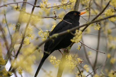 Amsel