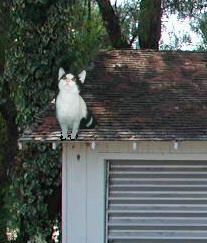 Poops at the garage roof