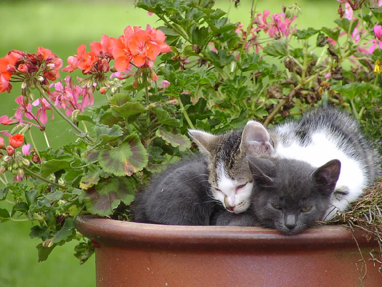 2 Katzen schlafen im Blumentopf