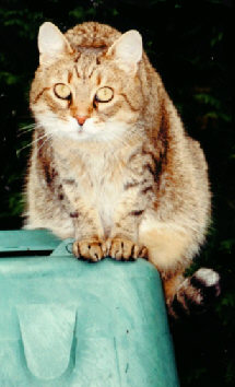 ängstlicher Kater macht dicke Backen