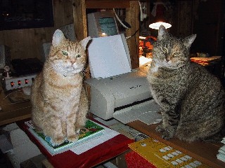 Hoppedy und Tammy am Computer