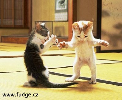 Jungkatzen, die aufrecht stehen, von http://www.fudge.cz/