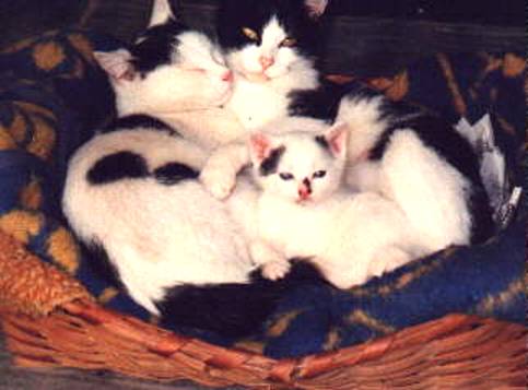 Katzenkorb mit Jungkatzen