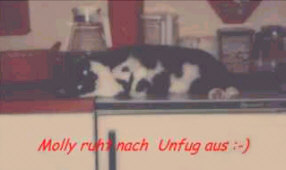 Molly ruht sich nach Unfug aus :-)